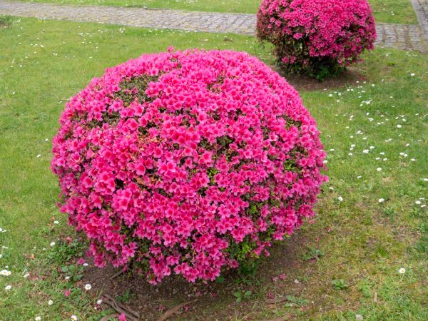 Cost of Rhododendron Pruning in Flagstaff