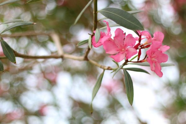 Cost of Oleander Removal in Flagstaff