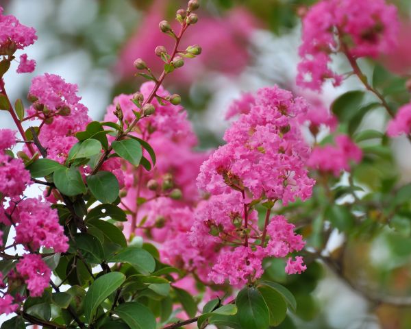 Cost of Crepe Myrtle Removal in Flagstaff