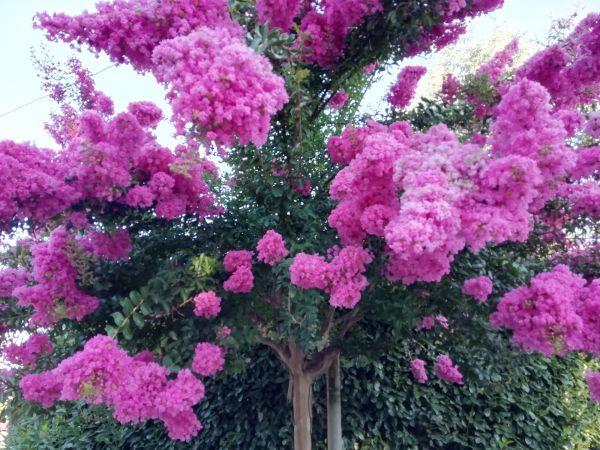 Cost of Crape Myrtle Pruning in Flagstaff