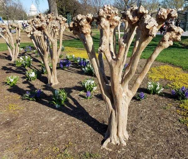 Cost of Myrtle Tree Removal in Flagstaff