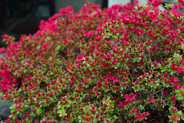 Cost of Weigela Removal Service in Flagstaff