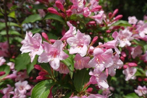 Cost of Weigela Pruning Service in Flagstaff