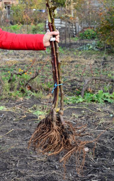 Cost of Shrub Root Removal in Flagstaff