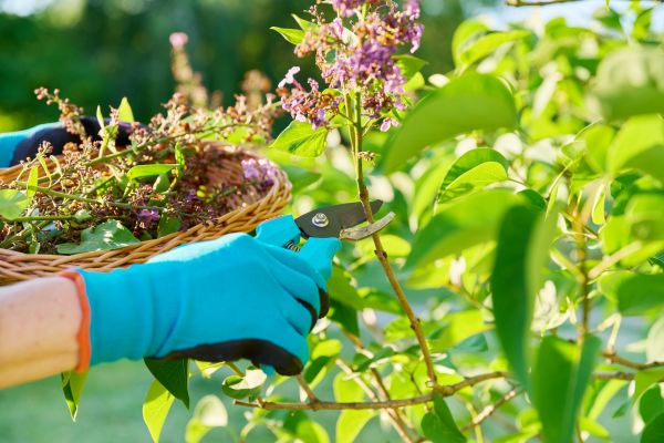 Cost of Lilac Trimming Service in Flagstaff