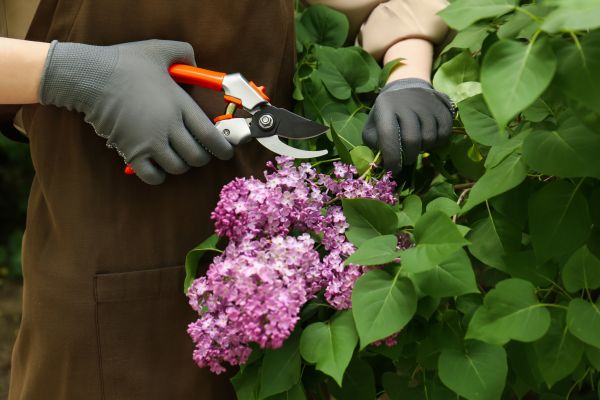 Cost of Lilac Pruning Service in Flagstaff