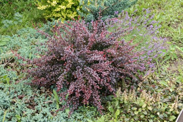 Cost of Japanese Barberry Removal in Flagstaff