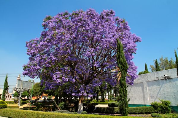Cost of Jacaranda Pruning in Flagstaff