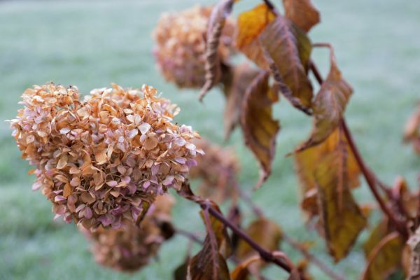Cost of Hydrangea Removal in Flagstaff