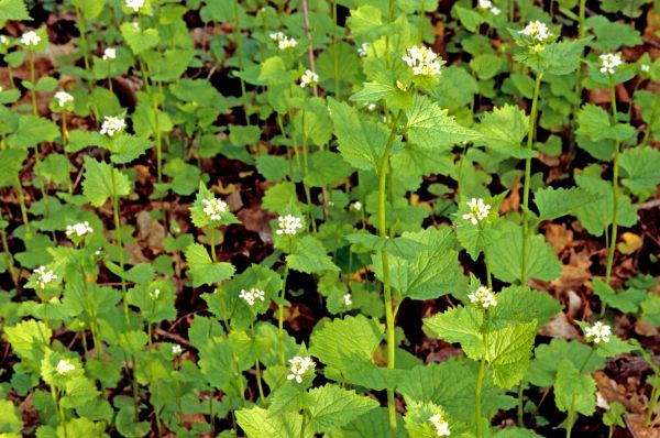 Cost of Garlic Mustard Removal in Flagstaff