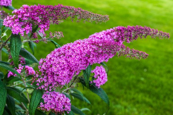 Cost of Butterfly Bush Removal in Flagstaff