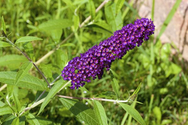 Butterfly Bush Pruning in Flagstaff