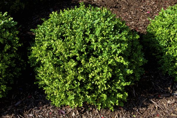 Cost of Boxwood Removal in Flagstaff