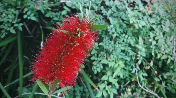Cost of Bottlebrush Pruning in Flagstaff